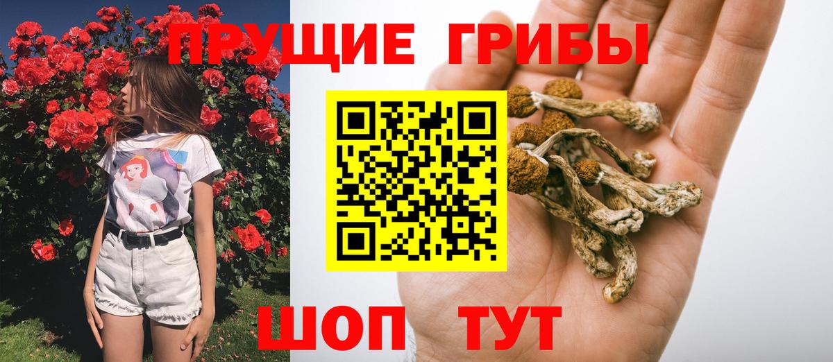 как найти   Галлюциногенные грибы Psilocybine cubensis  Вход с VPN  Чебоксары 